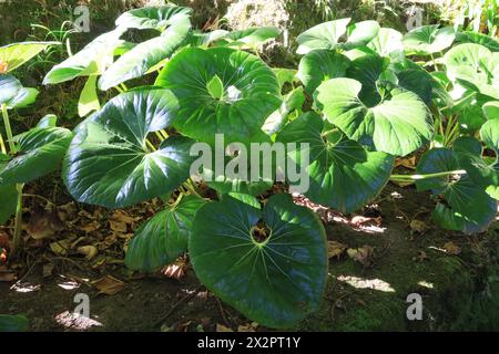 Farfugium japonicum, Zierpflanze mit sehr großer Blüte Stockfoto