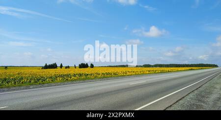 Ein Feld mit gelben Sonnenblumen neben einer zweispurigen Asphaltstraße vor blauem Himmel und Wolken Stockfoto