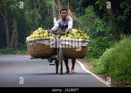 23. April 2024, Chapainawabganj, Rajshahi, Bangladesch: Bauern transportieren Fahrräder mit Mangos, um sie auf einem Markt in Kansat, Chapainawabganj, Bangladesch, zu verkaufen. Die Verwendung von Fahrrädern reduziert die Transportkosten für Personen, die bis zu 400 Mangos auf jedem Fahrrad tragen können. Die Mangos werden in Fahrräder geladen und durch einen Wald zum größten Mangomarkt - Kansat - geschoben. Nachdem die Früchte von den Bäumen geerntet wurden, bringen die Mangobauern sie auf den Markt, indem sie zwei Körbe an beiden Seiten ihrer Fahrräder hängen. Das Tragen der Last in Zyklen ist mühsam, da jeder Korb etwa 40 kg Mangos enthält. Mann Stockfoto