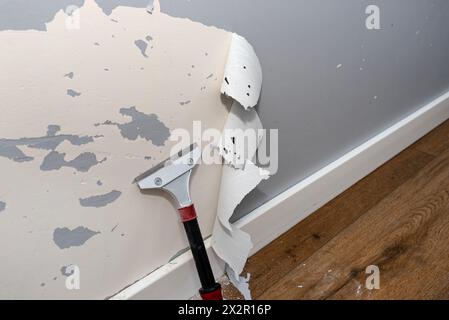Entfernen von Silikonfarbe von einer Wand, die durch Hundeklauen beschädigt wurde, mit einem Schaber für Farbe und Klebstoffe. Stockfoto