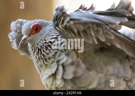 Gesprenkelte Taube (Columba guinea) in der Living Treehouse Voliere im Zoo Atlanta, Georgia. (USA) Stockfoto