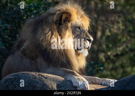 Sonnendurchfluteter afrikanischer Löwe (Panthera leo) im Zoo Atlanta in der Nähe der Innenstadt von Atlanta, Georgia. (USA) Stockfoto