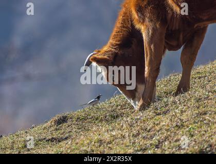 Kuh mit Blick auf einen Amur White Wagtail (Motacilla alba leucopsis) in Sichuan, China Stockfoto