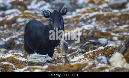 Wilde Tufted Deer (Elaphodus cephalophus) frontale Ansicht, fotografiert in Sichuan, China Stockfoto