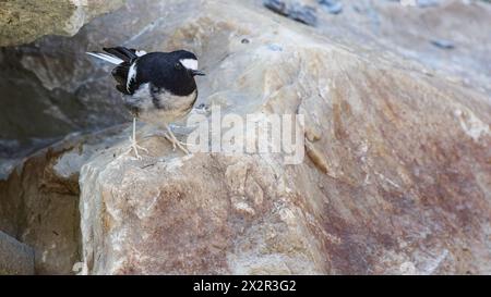 Wilder chinesischer Gabelschwanz (Enicurus scouleri) posiert auf einem Felsen neben einem Fluss in Sichuan, China Stockfoto