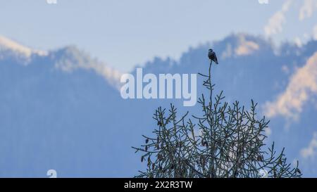 Wilder chinesischer gefleckter Nussknacker (Nucifraga caryocatactes), der auf einem Baum in einem Wald in Sichuan, China, in einer bergigen Landschaft thront Stockfoto