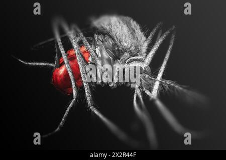Mücke voller Blut auf schwarzem Hintergrund. Nahaufnahme eines Insekts. Stockfoto