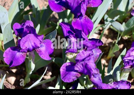 Willott Iris Garden in Cleveland, Ohio Stockfoto