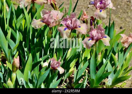 Willott Iris Garden in Cleveland, Ohio Stockfoto