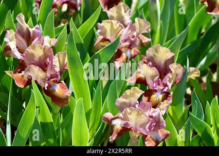 Willott Iris Garden in Cleveland, Ohio Stockfoto