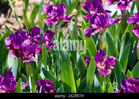 Willott Iris Garden in Cleveland, Ohio Stockfoto