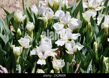 Willott Iris Garden in Cleveland, Ohio Stockfoto