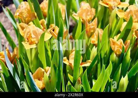 Willott Iris Garden in Cleveland, Ohio Stockfoto