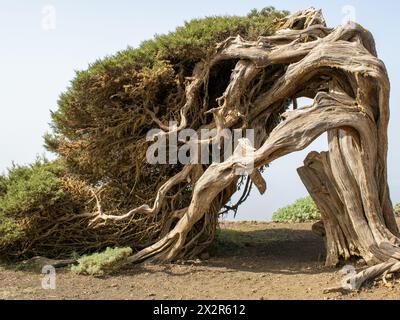 Sabina, kanarischer Baum, El Hierro Spanien Stockfoto