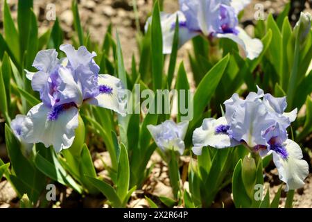 Willott Iris Garden in Cleveland, Ohio Stockfoto