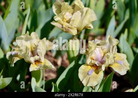 Willott Iris Garden in Cleveland, Ohio Stockfoto