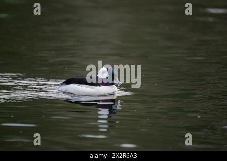 Eine männliche bufflehead-Ente (Bucephala albeola) schwimmt auf dem Yellow Lake, Sammamish, King County, Washington State, USA. Stockfoto