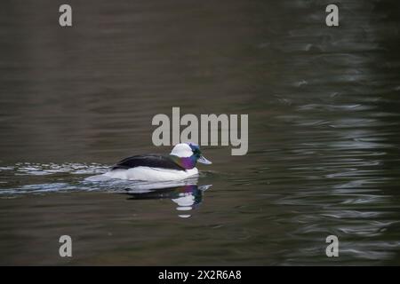 Eine männliche bufflehead-Ente (Bucephala albeola) schwimmt auf dem Yellow Lake, Sammamish, King County, Washington State, USA. Stockfoto