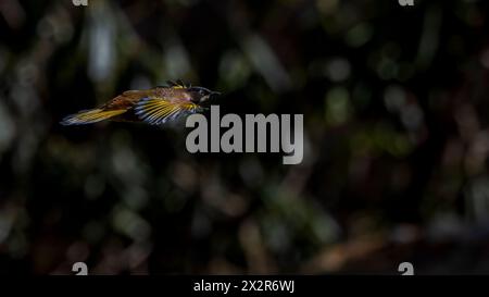 Schwarze Laughingthrush (Trochalopteron affine) fliegt durch den Wald und zeigt die oberen Flügel in Sichuan, China Stockfoto