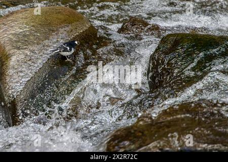 Wilde chinesische Gabelschwanzjagd (Enicurus scouleri) in einem schnellfließenden Fluss in Sichuan, China Stockfoto