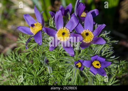 Pasqueflower oder Western Anemone (Anemone occidentalis) blüht im Frühling in einem Kirkland-Garten im US-Bundesstaat Washington. Stockfoto