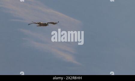 Wilder chinesischer Steppenadler ssp nipalensis (Aquila nipalensis nipalensis) fliegt ins Licht über dem tibetischen Plateau in Sichuan, China Stockfoto