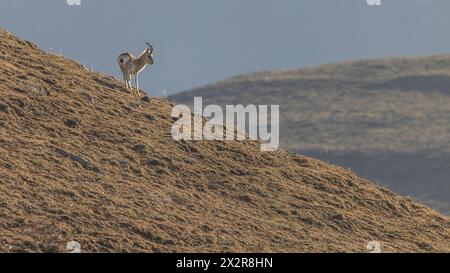 Wilde männliche chinesische Tibetische Gazelle (Procapra picticaudata), die rechts auf dem tibetischen Plateau in Sichuan, China, blickt Stockfoto