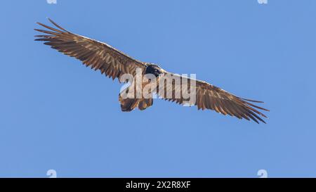 Unreife fliegende Erwachsene Bartgeier oder Lammergeier (Gypaetus barbatus) fliegen über das tibetische Plateau in Sichuan Stockfoto