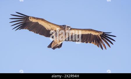 Nahaufnahme eines wilden chinesischen Himalaya-Gänsegeiers (Gyps himalayensis) im Flug, fotografiert, Tibetisches Plateau, Sichuan, China Stockfoto