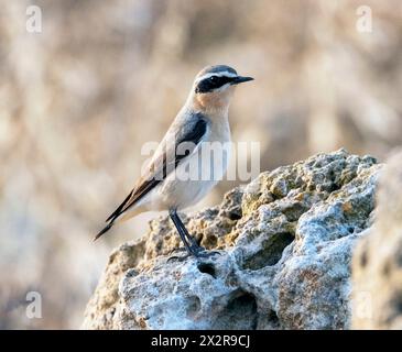 Männlicher Nordwheatear (Oenanthe oenanthe) auf einem Felsen, paphos, Zypern Stockfoto