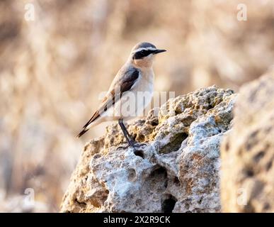 Männlicher Nordwheatear (Oenanthe oenanthe) auf einem Felsen, paphos, Zypern Stockfoto