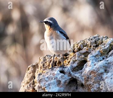 Männlicher Nordwheatear (Oenanthe oenanthe) auf einem Felsen, paphos, Zypern Stockfoto