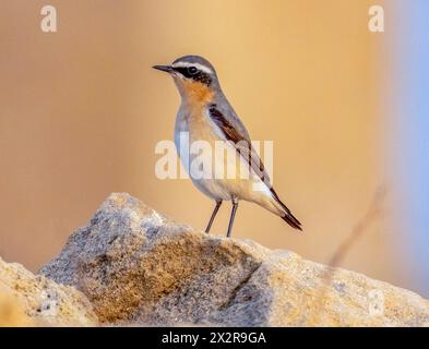 Männlicher Nordwheatear (Oenanthe oenanthe) auf einem Felsen, paphos, Zypern Stockfoto