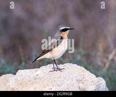 Männlicher Nordwheatear (Oenanthe oenanthe) auf einem Felsen, paphos, Zypern Stockfoto