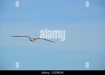 Eine einsame Möwe fliegt unter einem trüben blauen Himmel von der Kamera weg Stockfoto