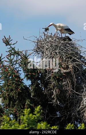 23.04.2024 Meister Adebar Weißstorch steht auf einer Nisthilfe Nest an der Bergstraße und schüttelt ein Stück Stoff aus und legt es wieder ins Nest zum zweiten Storch Bensheim Hessen Deutschland *** 23 04 2024 Master Adebar Weißstorch steht auf ein Nisthilfsnest an der Bergstraße und schüttelt ein Stück Tuch aus und legt es wieder in die Nest für den zweiten Storch Bensheim Hessen Deutschland Stockfoto