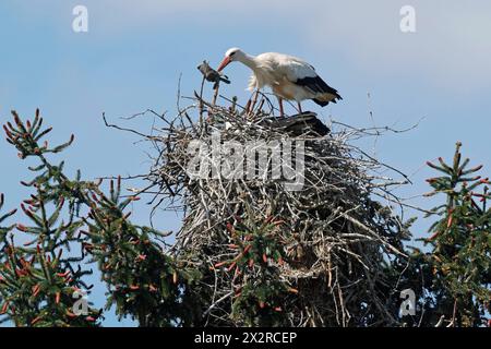 23.04.2024 Meister Adebar Weißstorch steht auf einer Nisthilfe Nest an der Bergstraße und schüttelt ein Stück Stoff aus und legt es wieder ins Nest zum zweiten Storch Bensheim Hessen Deutschland *** 23 04 2024 Master Adebar Weißstorch steht auf ein Nisthilfsnest an der Bergstraße und schüttelt ein Stück Tuch aus und legt es wieder in die Nest für den zweiten Storch Bensheim Hessen Deutschland Stockfoto