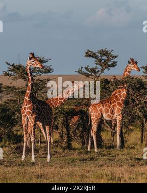 Giraffen-Herde, die sich in den Weiten von Ol Pejeta, Kenia, vermischen Stockfoto