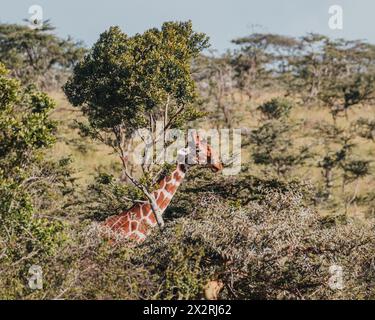 Giraffe getarnt unter den Bäumen in Ol Pejeta, Kenia Stockfoto