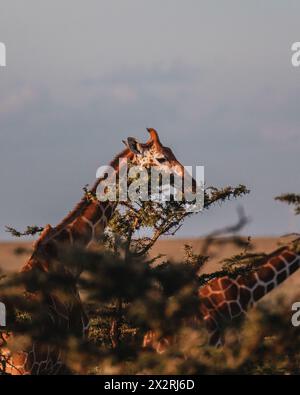 Giraffe getarnt unter den Bäumen in Ol Pejeta, Kenia Stockfoto
