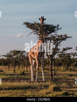 Giraffe getarnt unter den Bäumen in Ol Pejeta, Kenia Stockfoto