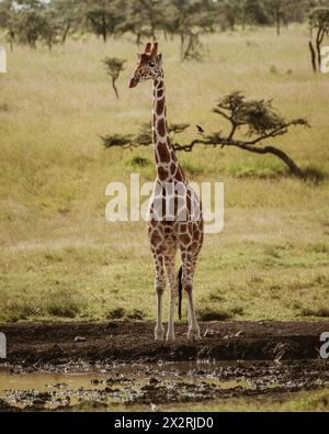 Giraffe im Ol Pejeta Conservancy, Kenia Stockfoto