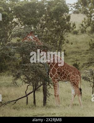 Giraffe getarnt unter den Bäumen in Ol Pejeta, Kenia Stockfoto