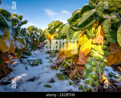 Vereinigtes Königreich, Schottland, Brüsseler Sprossen, die auf frostigem Feld wachsen Stockfoto