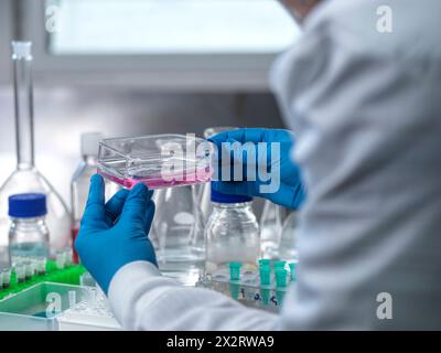 Wissenschaftler untersucht medizinische Probe in Zellkulturkolben im Labor Stockfoto