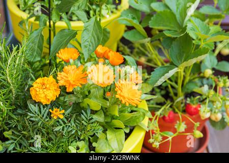 Kräuter und Blumen im Balkongarten angebaut Stockfoto