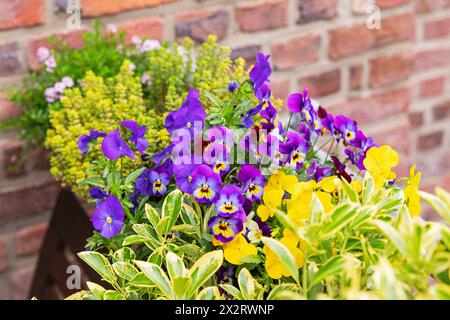 Kräuter und Blumen im Balkongarten angebaut Stockfoto