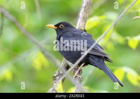 Männlicher gemeiner Blacvogel auf einem Ast (Turdus merula) Stockfoto