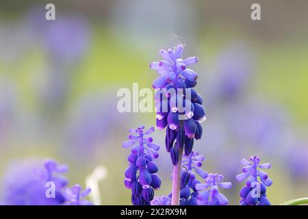 Pseudomuscari azureum in voller Blüte über unscharfem Hintergrund, die bunte azurblaue Traubenhyazinthe Stockfoto