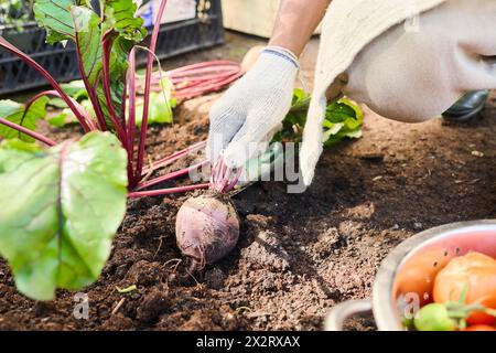 Hand des Landwirts, der im Garten Rüben erntet Stockfoto